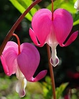 Tr Nendes Herz Rosa Dicentra Spectabilis Kaufen Schnelle Lieferung